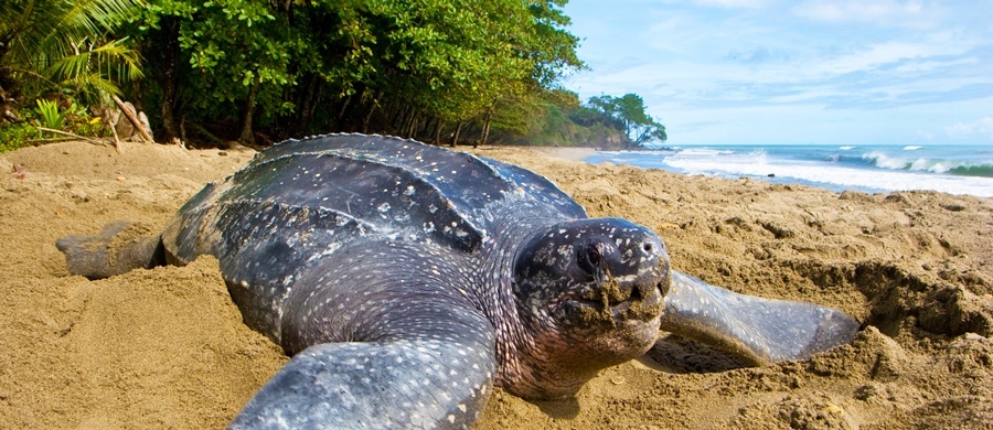 Turtle Watching - Things to do in Tamarindo Costa Rica