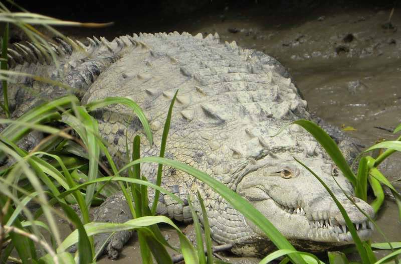 Crocodile in Palo Verde National Park