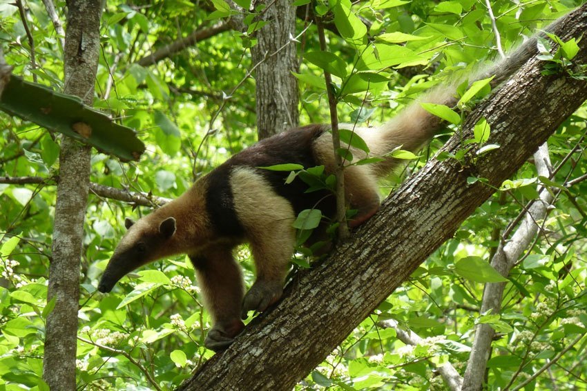 Tamandua Rincon Hike Copia