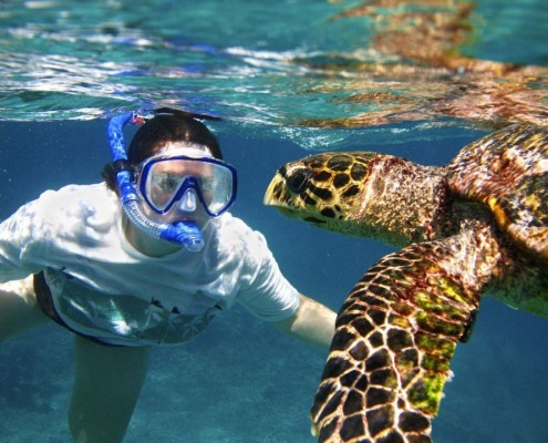 snorkeler face-to-face with hawksbill turtle