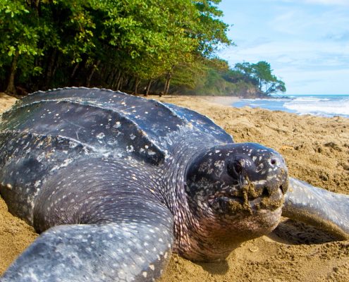 leatherback sea turtle in Tamarindo