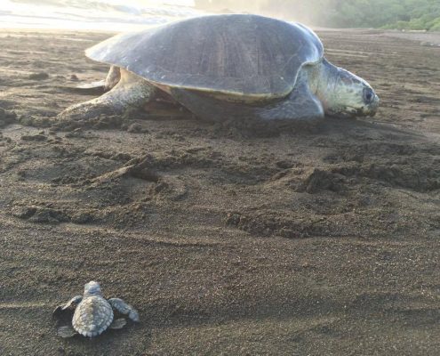 Costa Rica turtle nesting & hatching year-round
