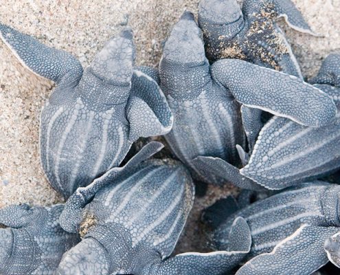 baby leatherback sea turtles in Costa Rica