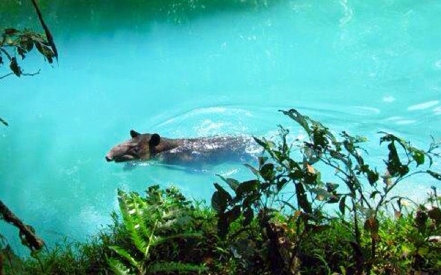 data swimming in Rio Celeste