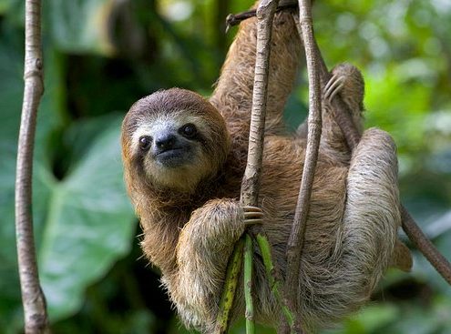 three-toed sloth in Costa Rica