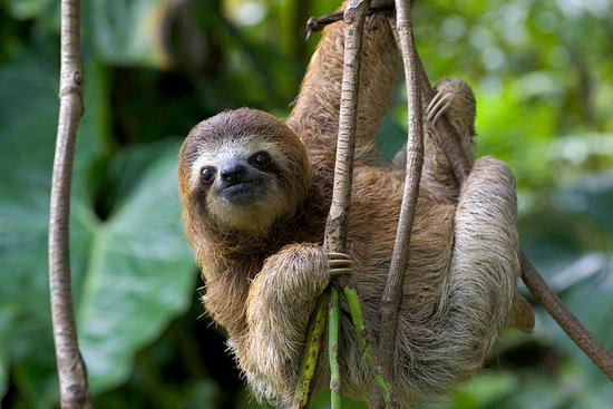three-toed sloth in Costa Rica