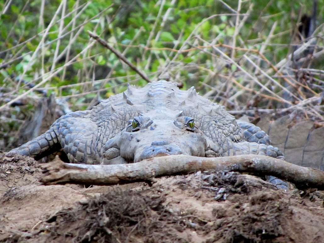 American crocodile at Palo Verde National Park