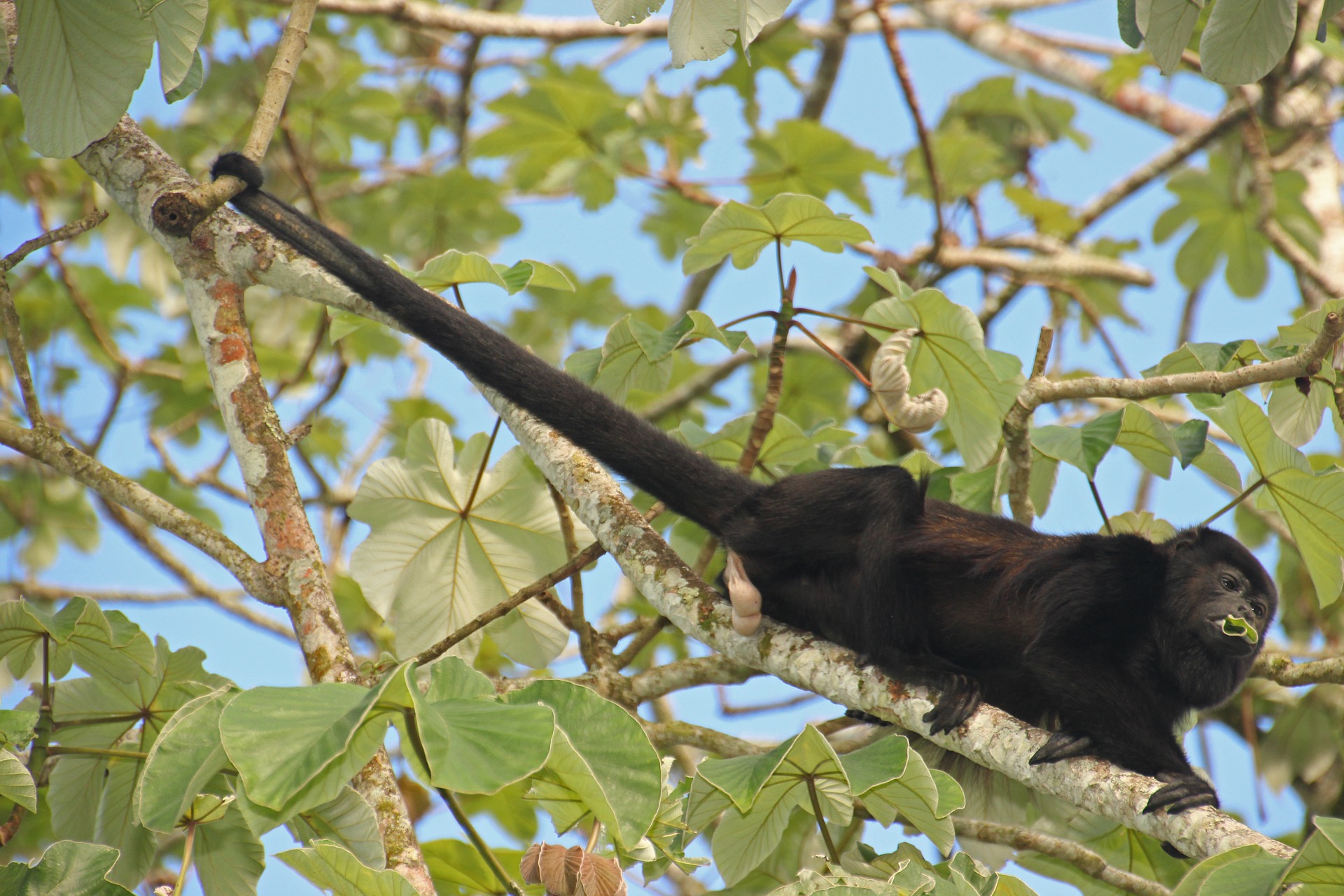 howler-monkey-costa-rican-wildlife