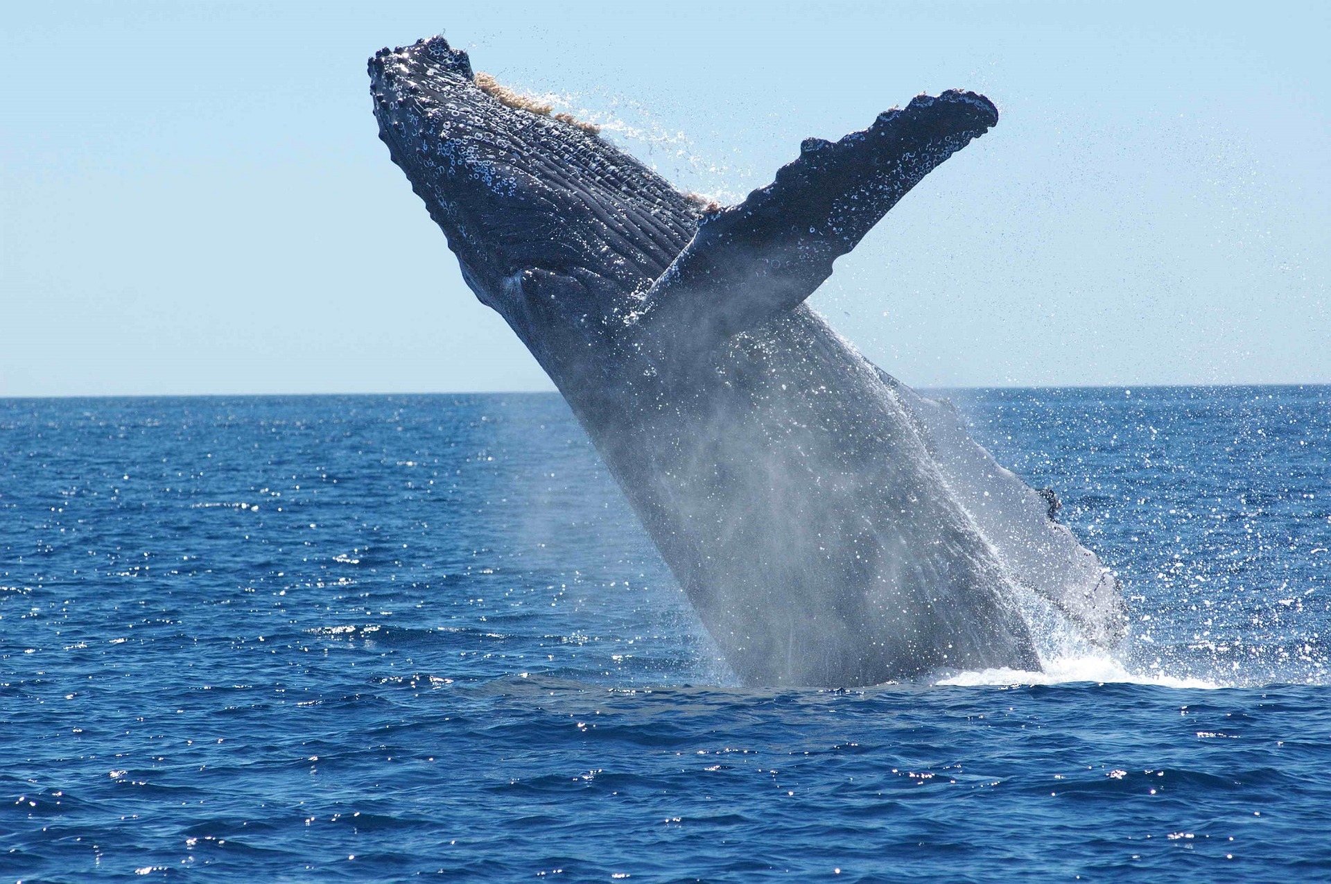 humpback-whale-costa-rican-wildlife