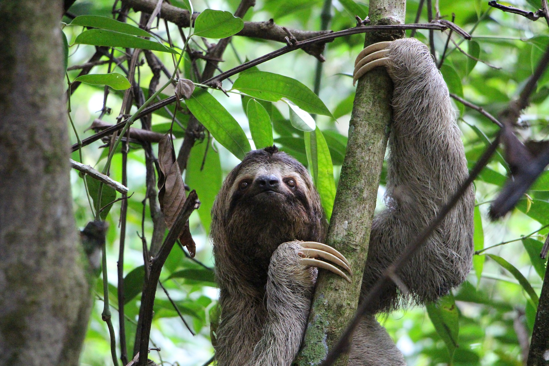 Costa Rica three-toed sloth