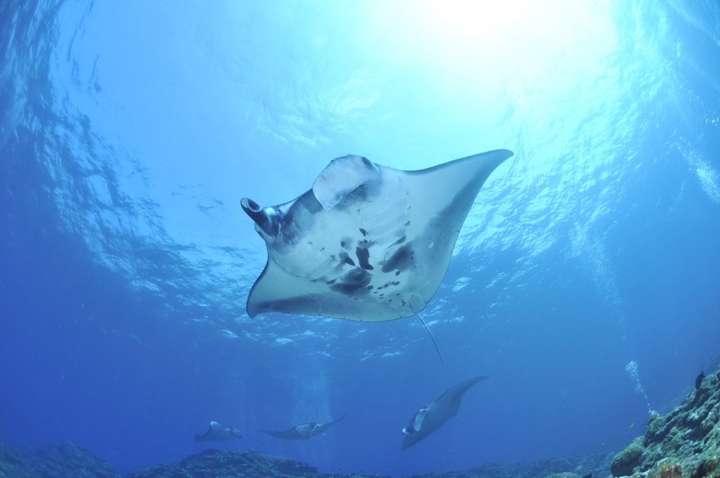 manta ray underwater