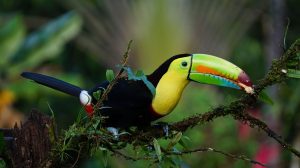 Costa Rican animals: the keel-billed toucan