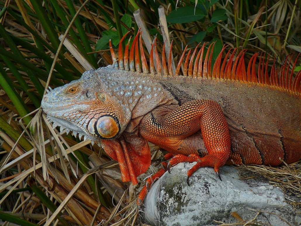 green iguana Costa Rica