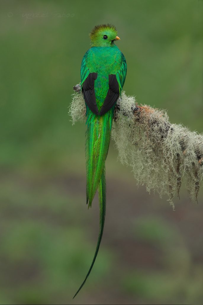 resplendent quetzal Costa Rica