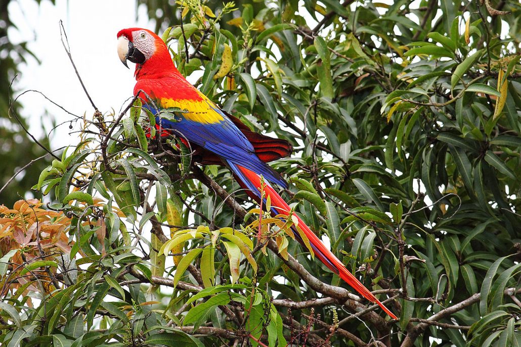 scarlet macaw Costa Rica