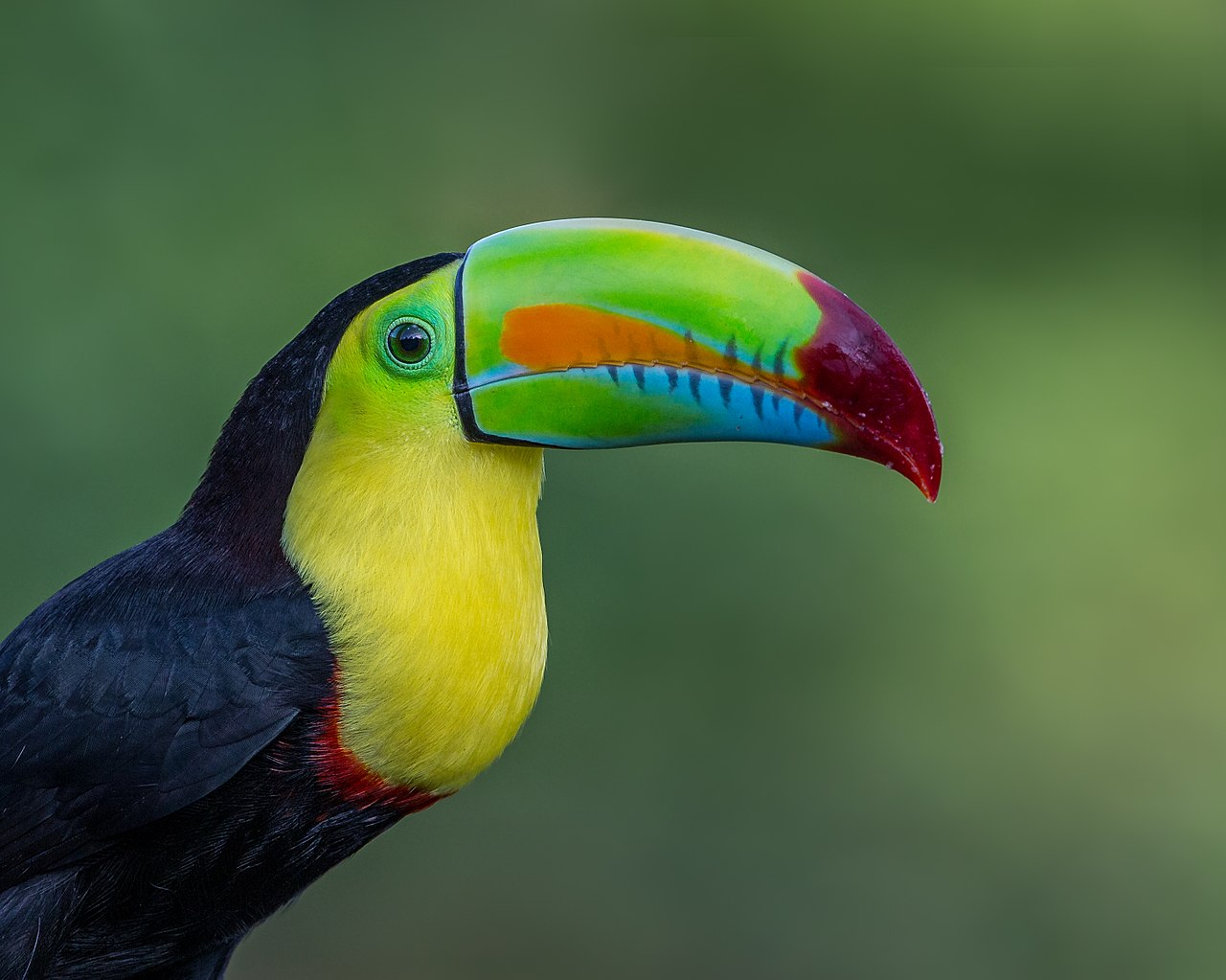 keel-billed toucan Costa Rica