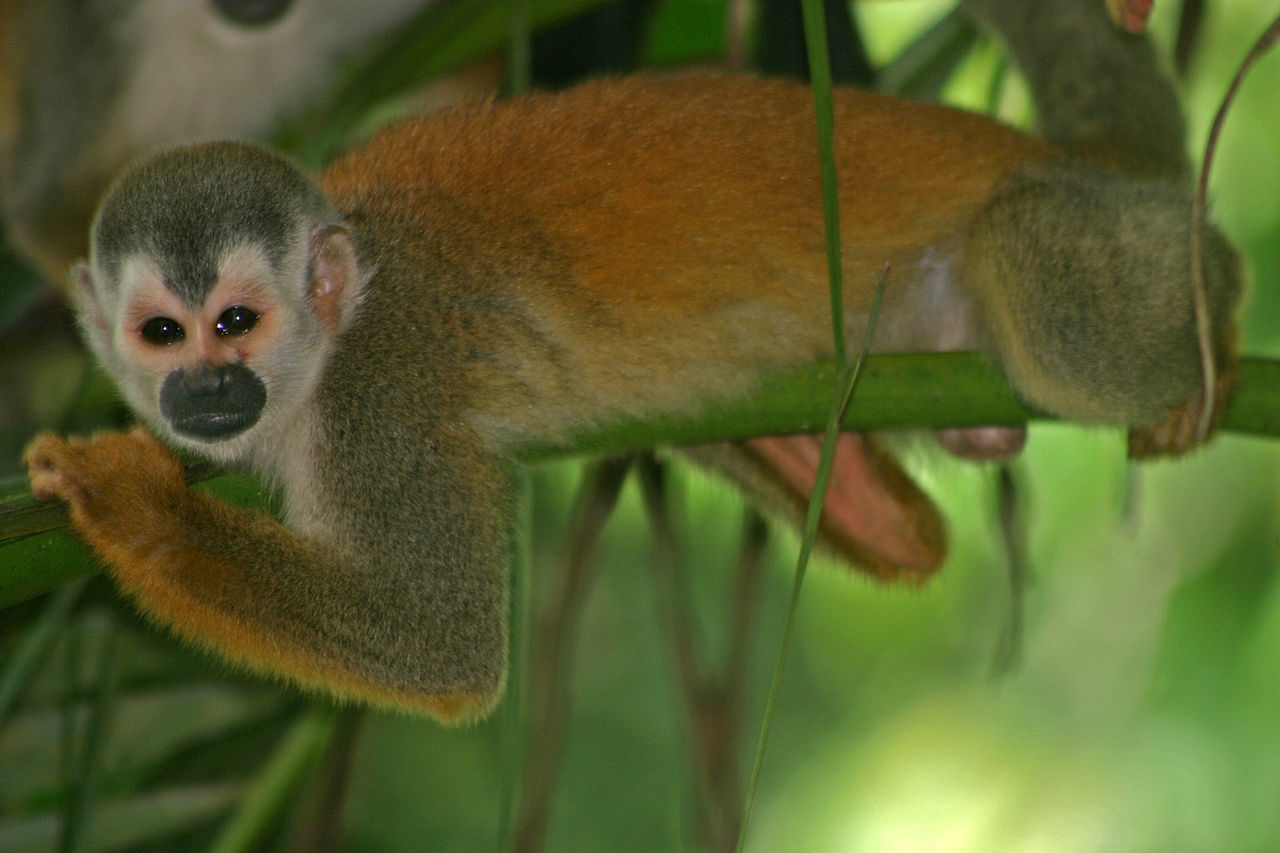 Central American squirrel monkey in Costa Rica
