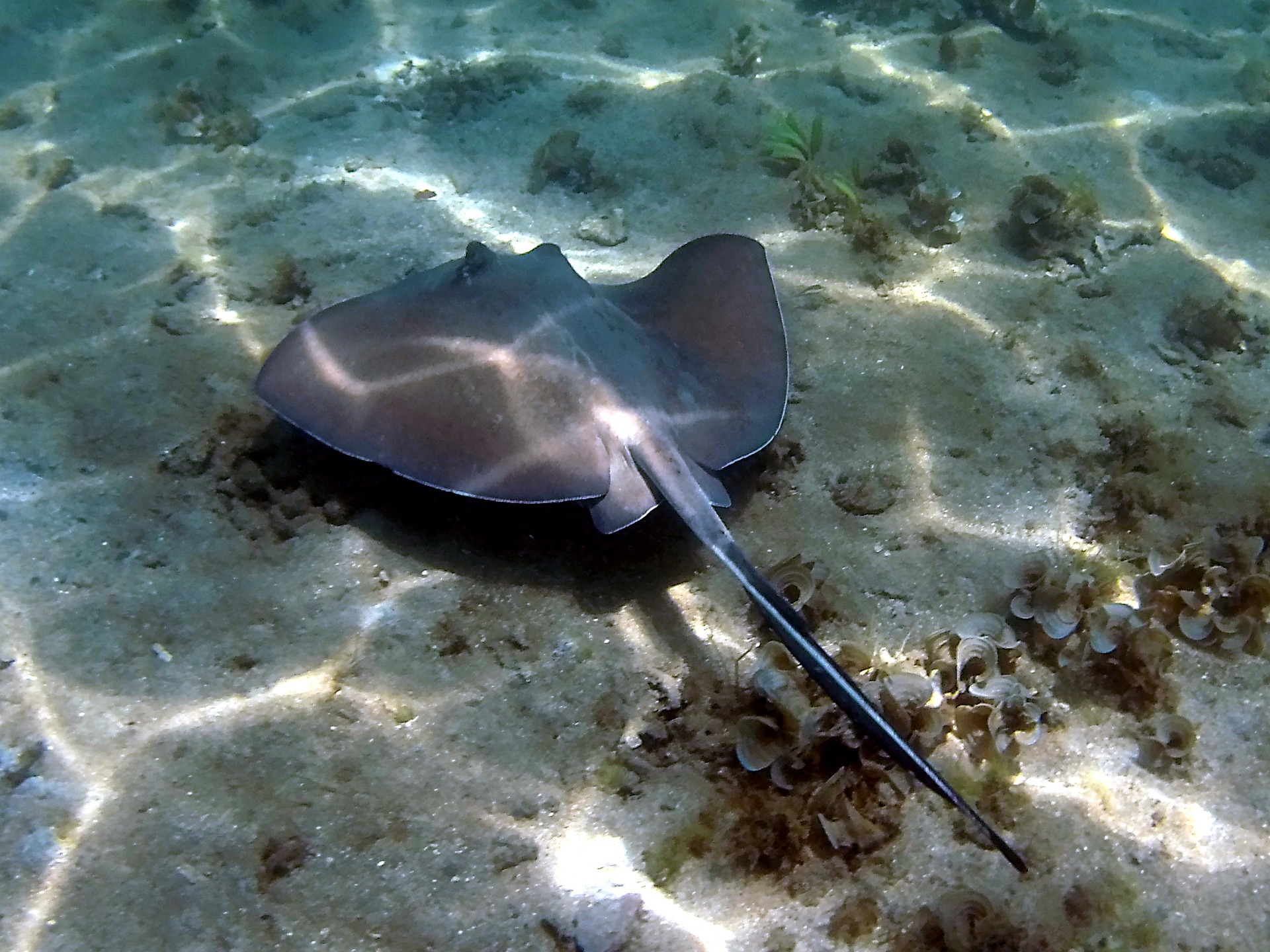 Costa Rica traveler - swim with rays