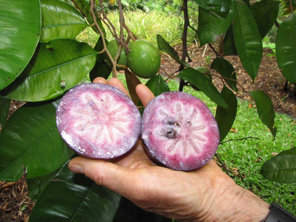 7 Costa Rican Fruits to Try at the Farmer’s Market Stay in Tamarindo