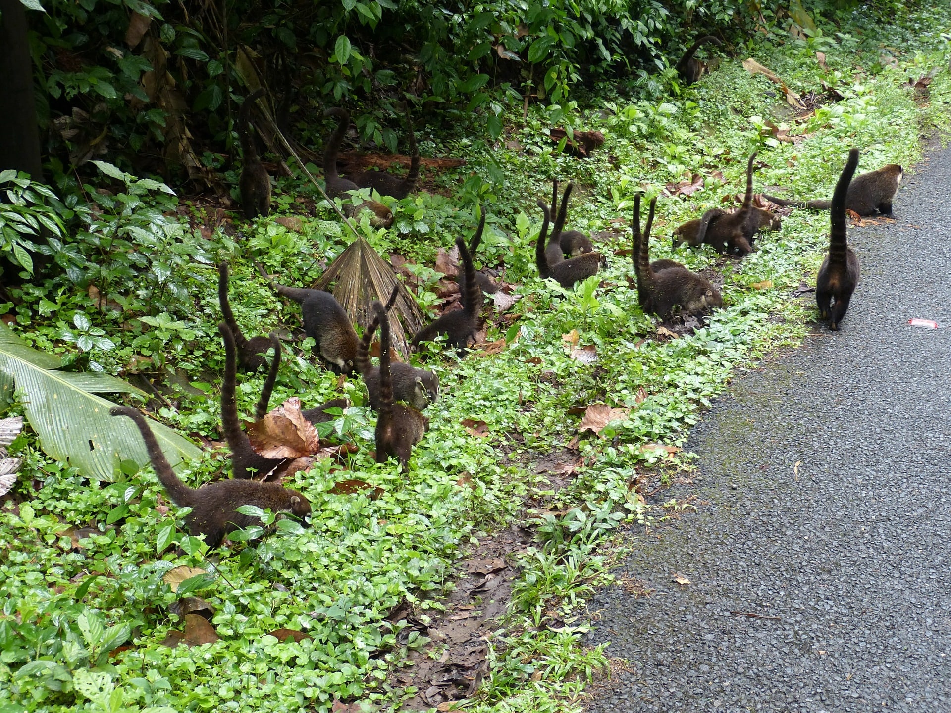 coatis in Costa Rica