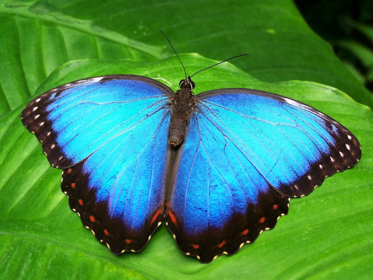blue morphos are popular at Diria National Park