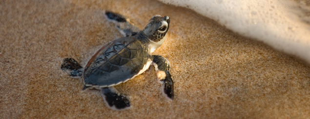 Baby sea turtle at Ostional Wildlife Refuge