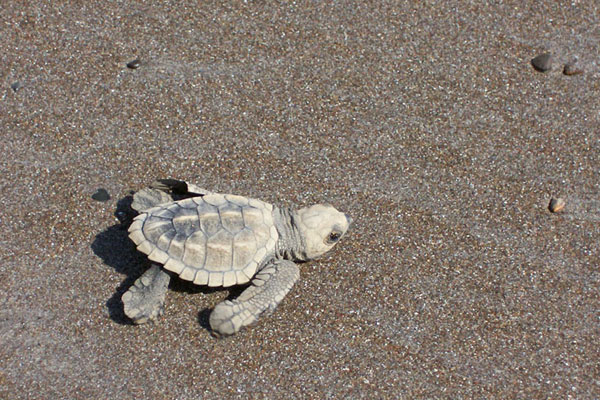 Costa Rica turtle watching at Ostional