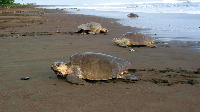 The olive ridley turtles