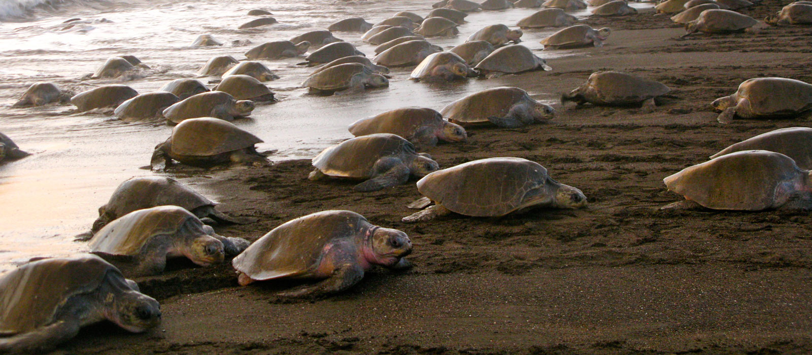 The olive ridley turtles