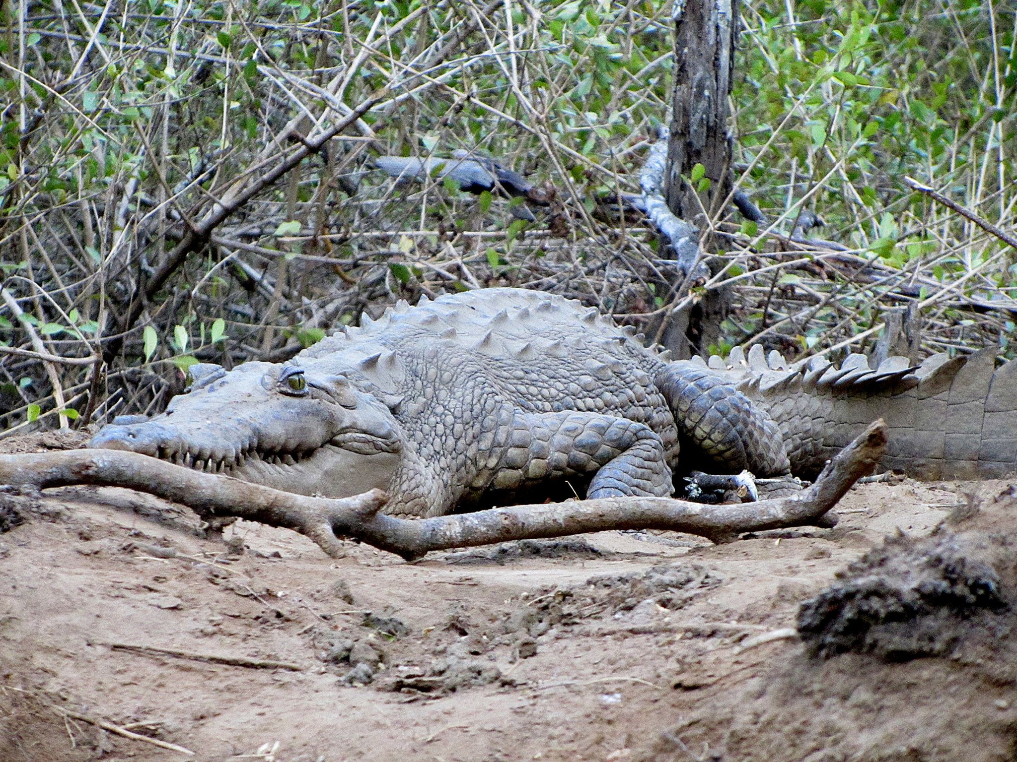 Crocodile in Estuary