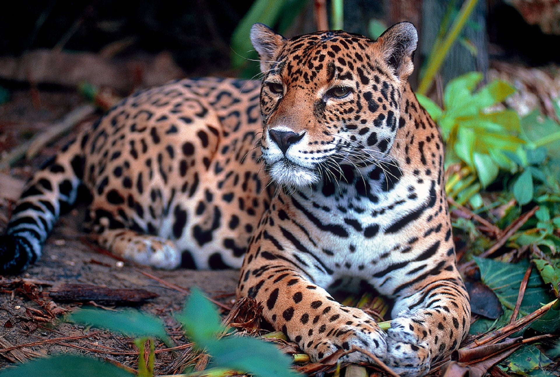 jaguar Panthera onca-min