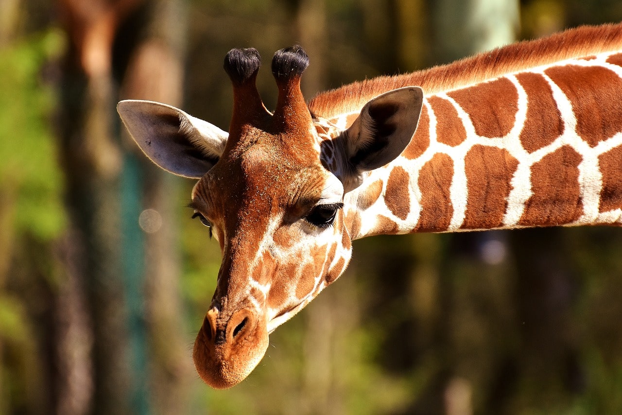African safari giraffe in Costa Rica-min