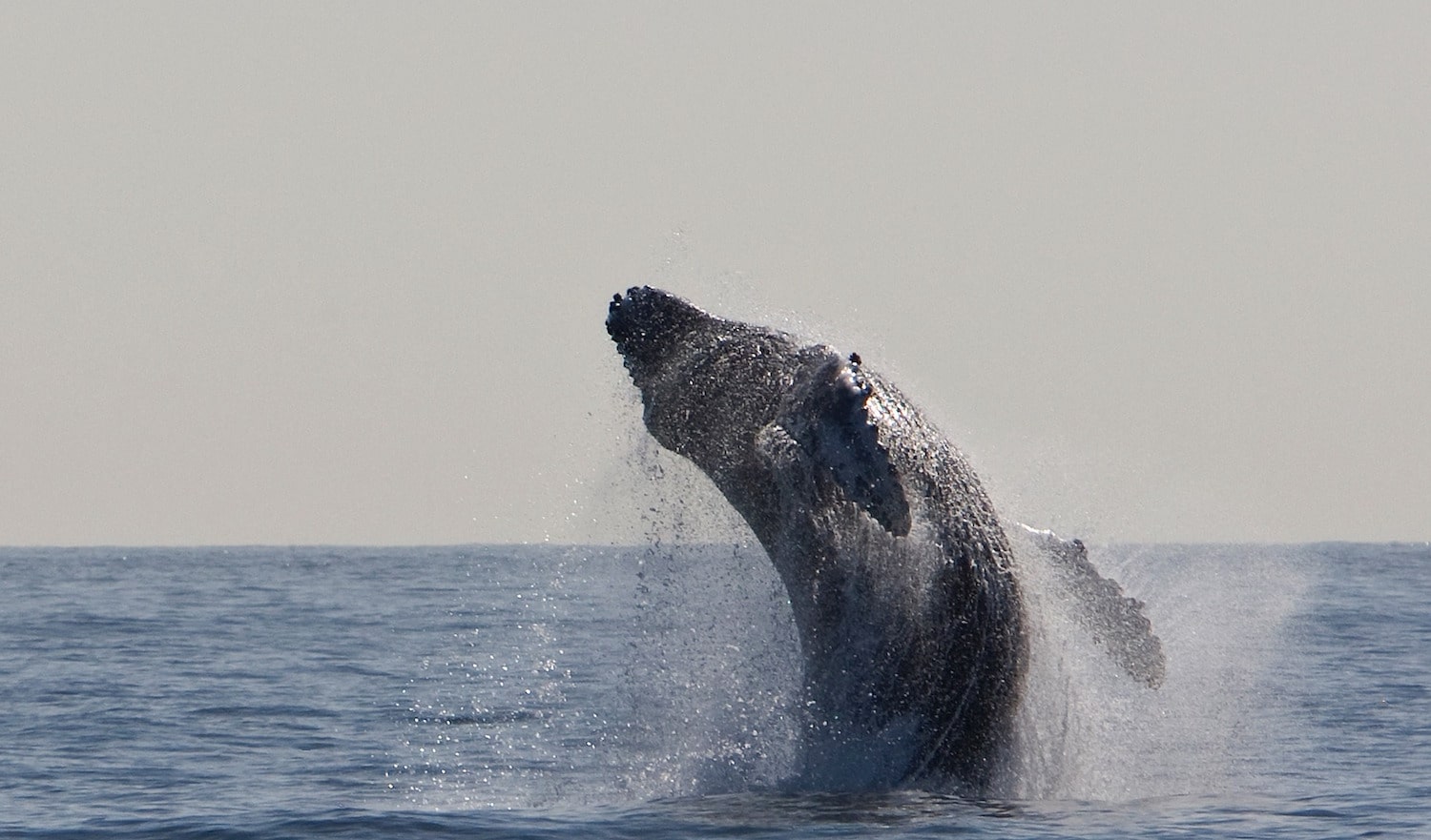 humpback whale breeching-min