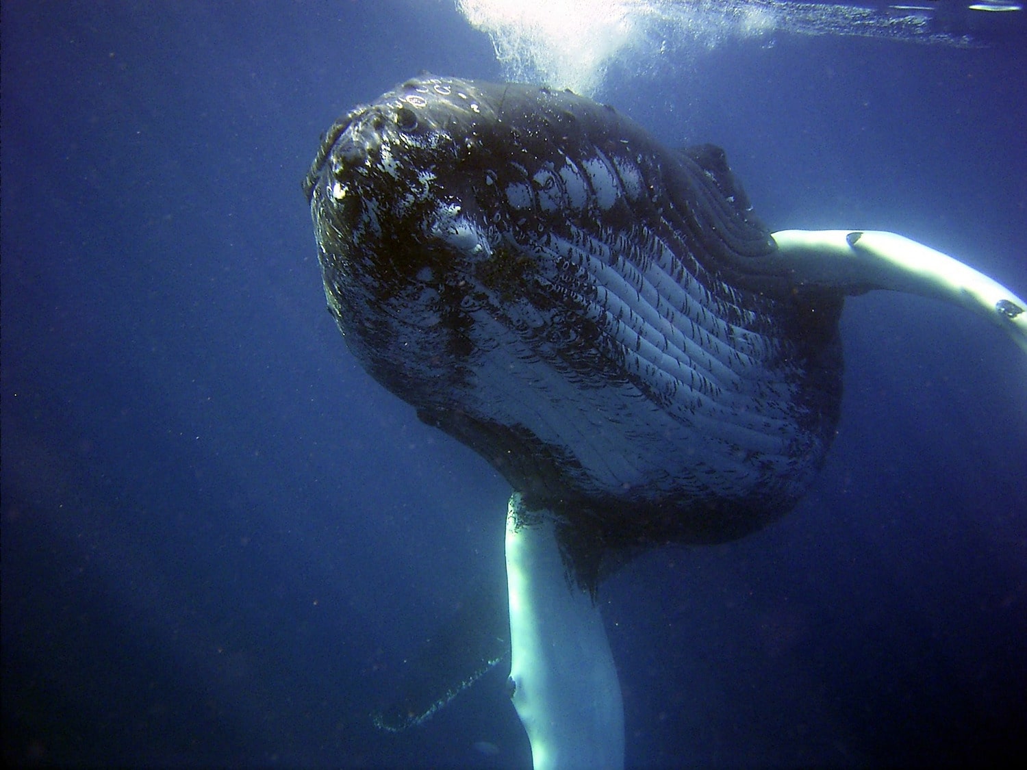 humpback whale watching near Tamarindo-min