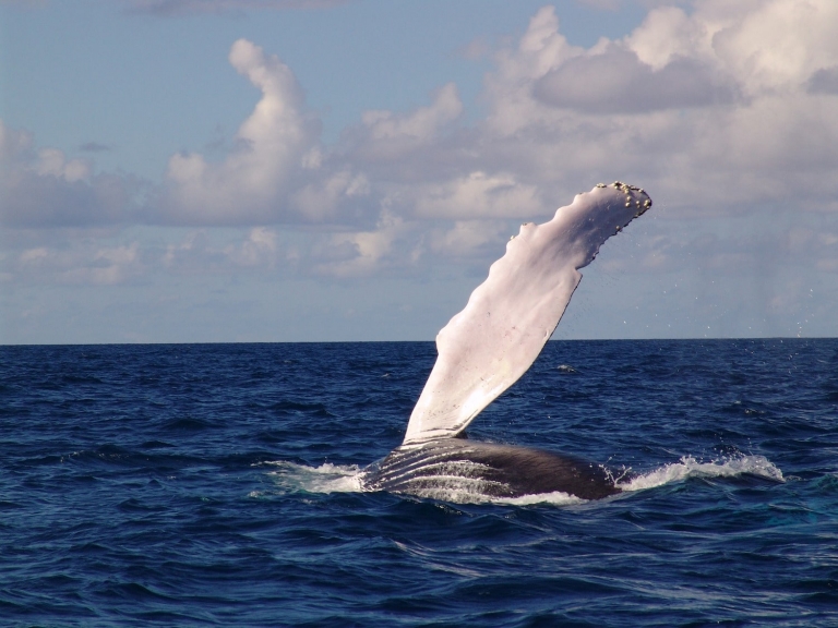 Humpback Whale Watching near Tamarindo, Costa Rica