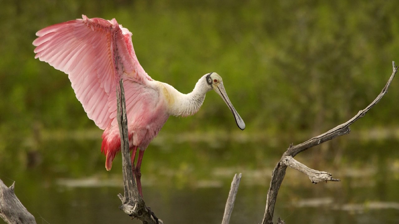 roseate spoonbill Palo Verde 16 9